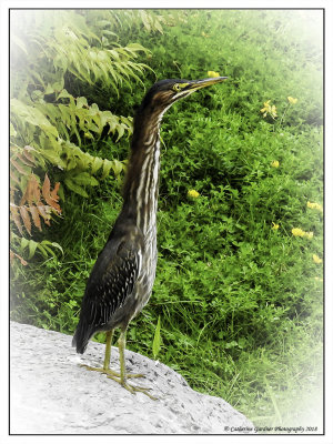 Green Heron On Alert