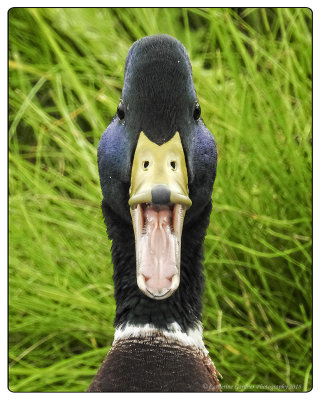 Two Images In One!