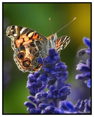 Painted Lady Butterfly