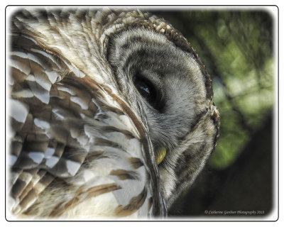 Barred Owl