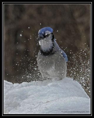 Blue Jay