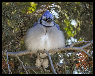 Blue Jay Keeping Warm