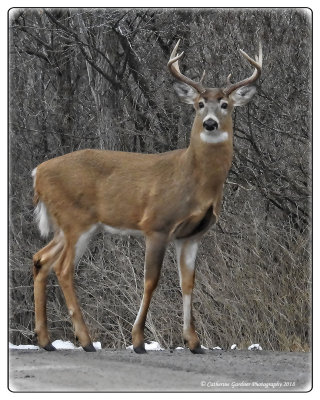 Buck