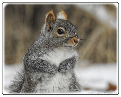 Eastern Gray Squirrel
