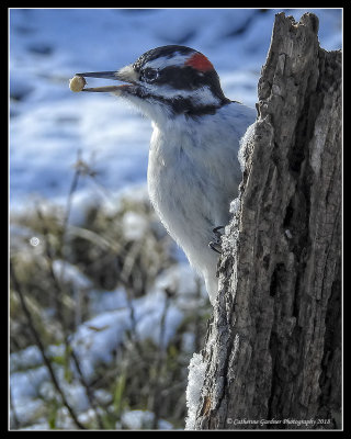 Hairy Woodpecker