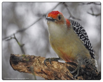 Red-Bellied Woodpecker (Adult M)
