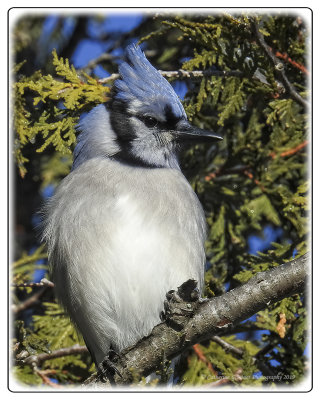 Blue Jay