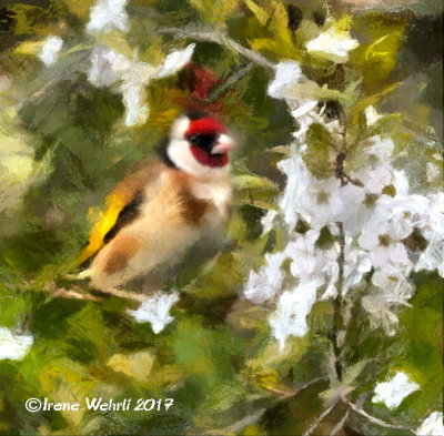 European Goldfinch