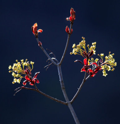 red maple tree