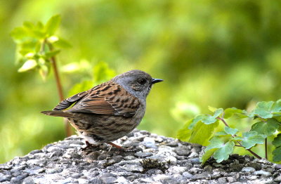 Heckenbraunelle / Dunnock