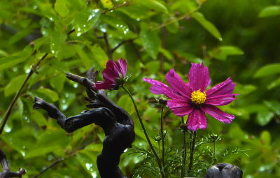 Cosmos on a rainy day