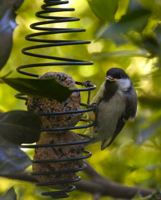 young Great Tit