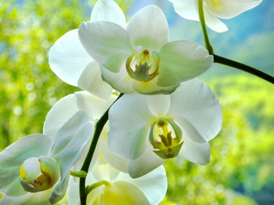 Orchidee / Orchid