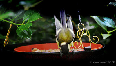 Great Tit 