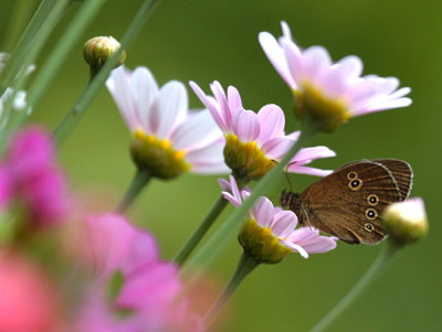 Brauner Waldvogel /Ringlet Butterfly 