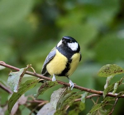 Great Tit