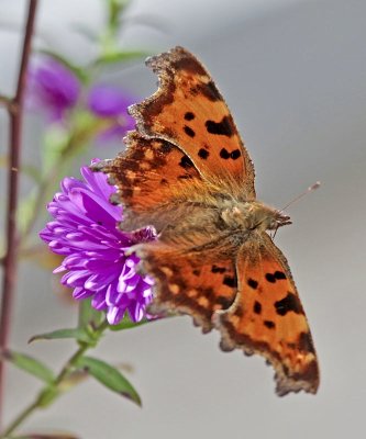 C Falter / Comma (butterfly)