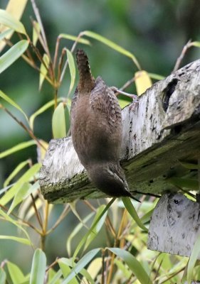 Zaunknig / Winter Wren