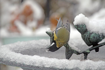 Great Tit