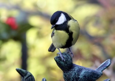 Great Tit