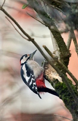 Buntspecht / Great spotted Woodpecker