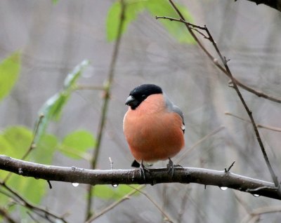 Gimpel - Dompfaff / Bullfinch