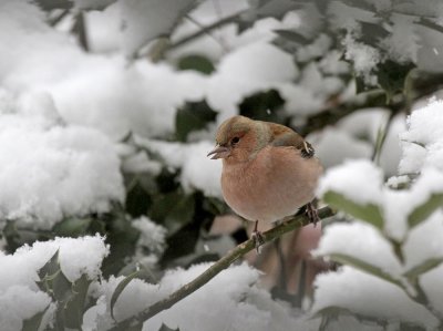 Buchfink / Chaffinch 