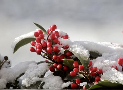 Red Berries in the Snow