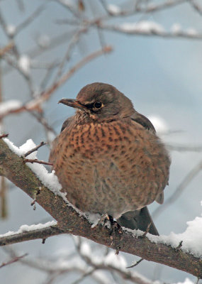 Black Bird (female)