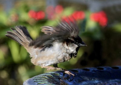 Sparrow at the birdbath