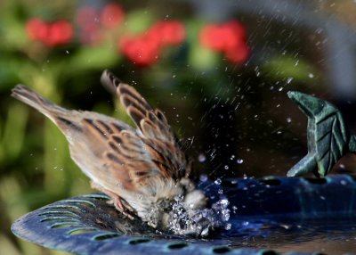 Sparrow at the birdbath