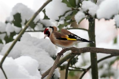 European Goldfinch 