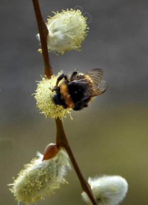 Bumble Bee on Pussy Willow