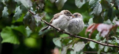 Young Sparrow's
