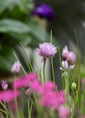 Schnittlauch / blooming chives for the bees