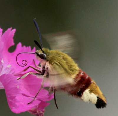 Oliv-grner Hummelschwrmer / Broad-bordered Bee Hawk-moth.
