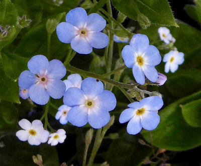 forget - me - not