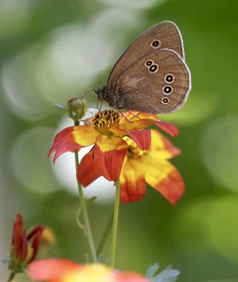 Brauner Waldvogel / Ringlet butterfly