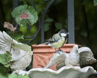 Young Great Tit bathing...