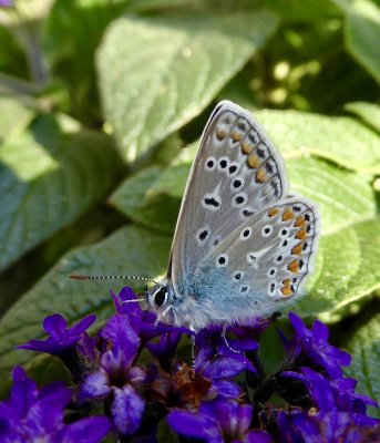 Bluling / common blue