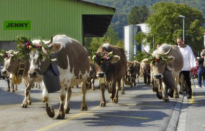 Summer is over - Return of the Cattle from the alps...