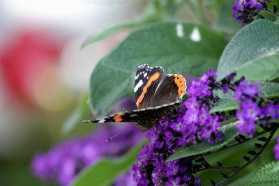 Admiral / Red Admiral