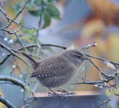 Zaunknig / Wren