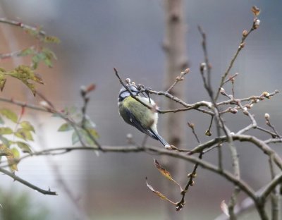 Blue Tit