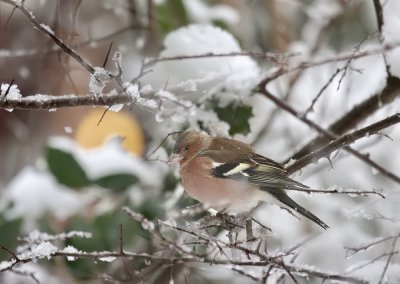 Chaffinch / Buchfink