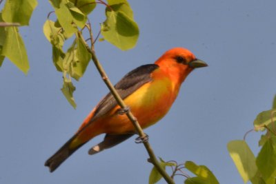 tanager DSC_5163.jpg