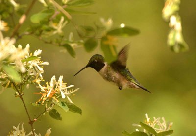 ruby-throated hummingbird DSC_5253.jpg