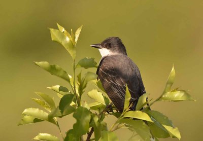 kingbird DSC_5247.jpg