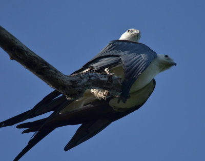 swallow-tailed kites.jpg