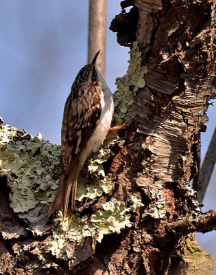 brown_creeper_DSC_6257.jpg